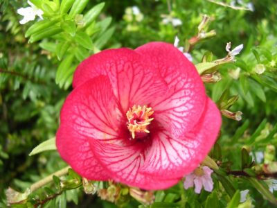 National flower of Mauritius - Boucle d'Oreille