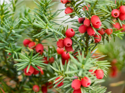 National Tree of France - Yew