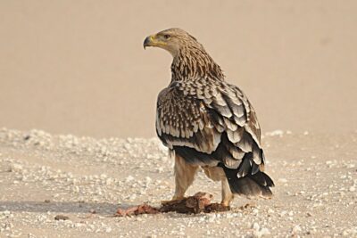 National bird of Libya - Arabian Eagle