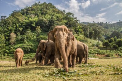 National Animal of Thailand - Elephants