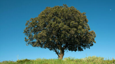 National Tree of Spain - Holm Oak