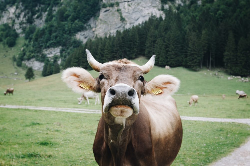 National animal of Switzerland