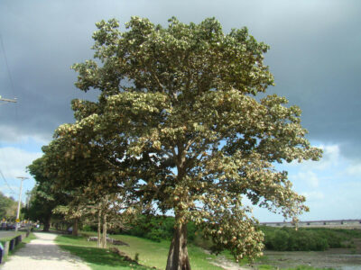 National Tree of Panama - Panama tree