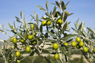 National Tree of Tunisia - Olives