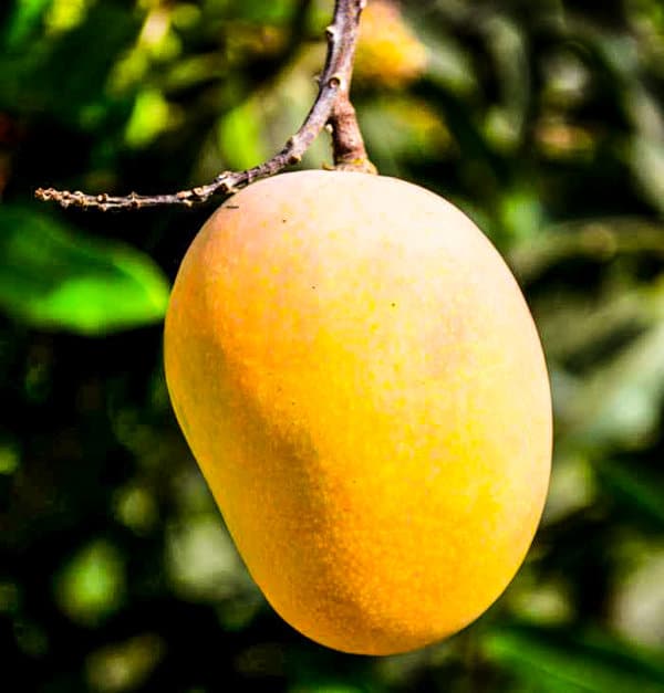National Fruit of Andorra -Mango