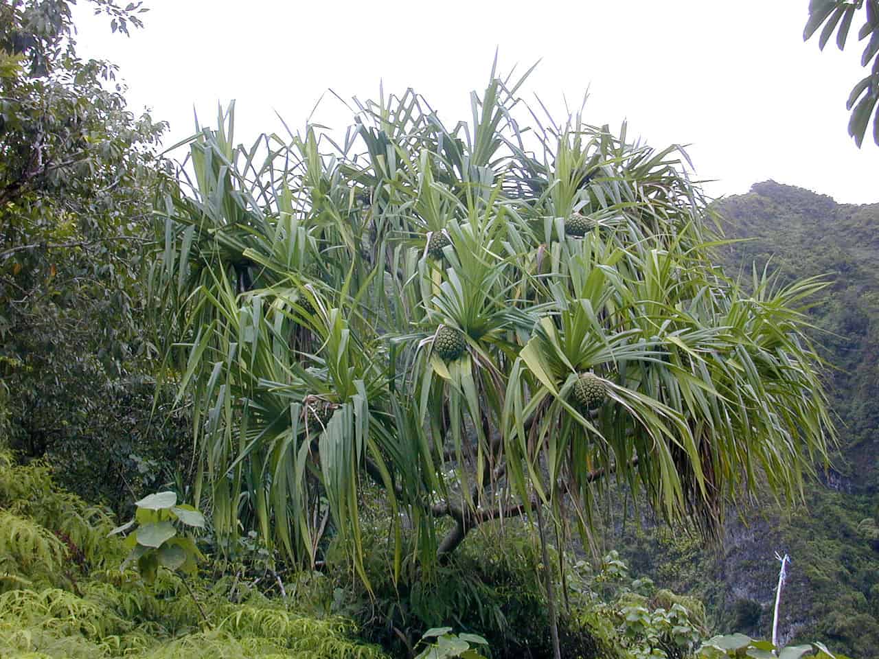 National Flower of American Samoa -Paogo (Ulafala) Pandanus tectorius