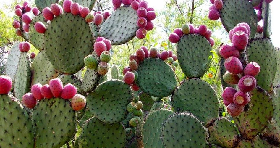 National Fruit of Palestine -Prickly pear