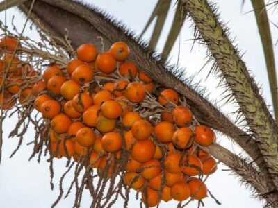National Fruit of French Guiana -Awara fruit