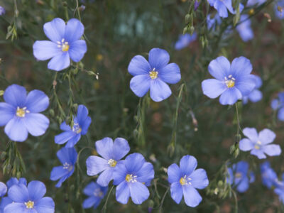 National Flower of Northern Ireland -Flax