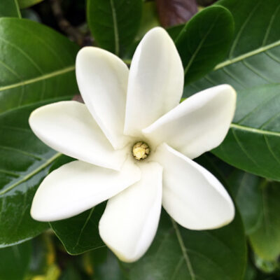 National Flower of Cook Islands -Gardenia