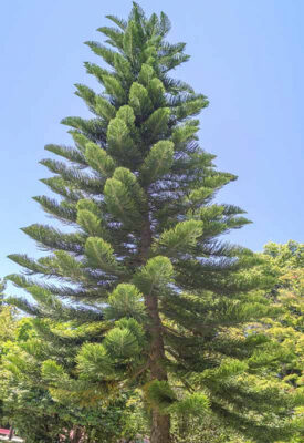 National Tree of New Caledonia - New Caledonian araucaria