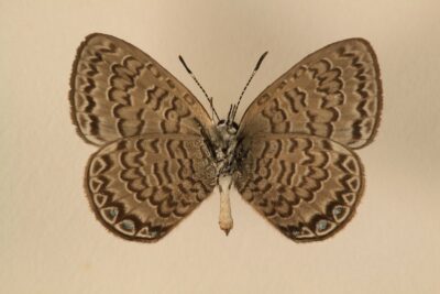 National Animal of Niue - Niue Blue Nacaduba niueensis (butterfly)
