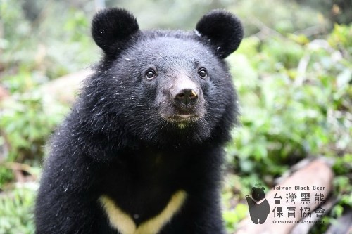 National animal of Taiwan - Formosan black bear (unofficial) | Symbol Hunt