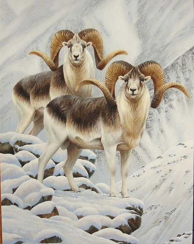 National Animal of Tajikistan - Marco Polo Sheep