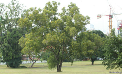 National Tree of Papua New Guinea - Earleaf acacia