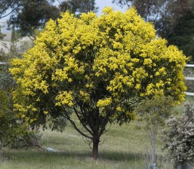 National tree of Australia