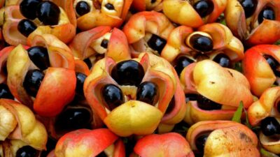 National Fruit of Barbados -Ackee