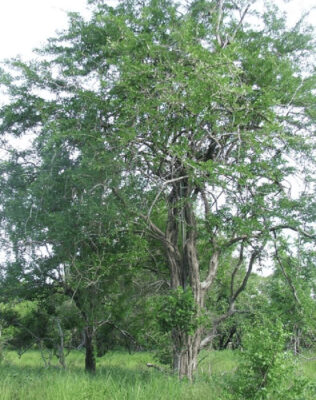 National Tree of Tanzania - African Blackwood Dalbergia melanoxylon