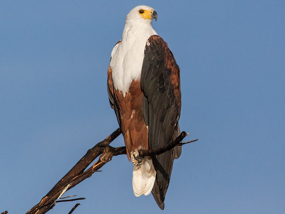 National bird of Zambia - African fish eagle