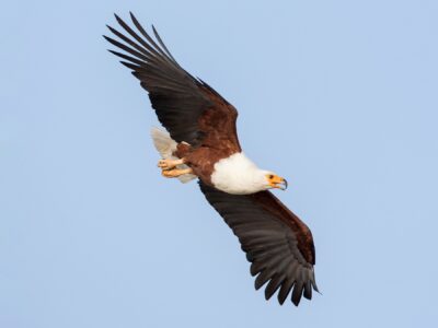 National bird of South Sudan - African fish eagle