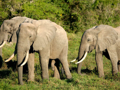 National Animal of Guinea - African Forest Elephant
