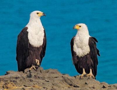 National bird of Namibia - African fish eagle