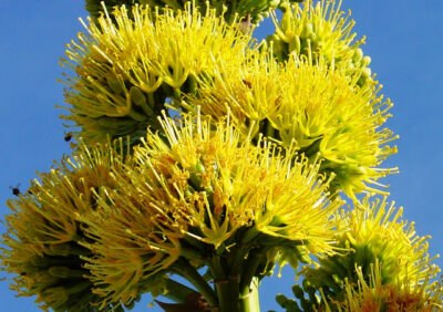 National flower of Antigua and Barbuda