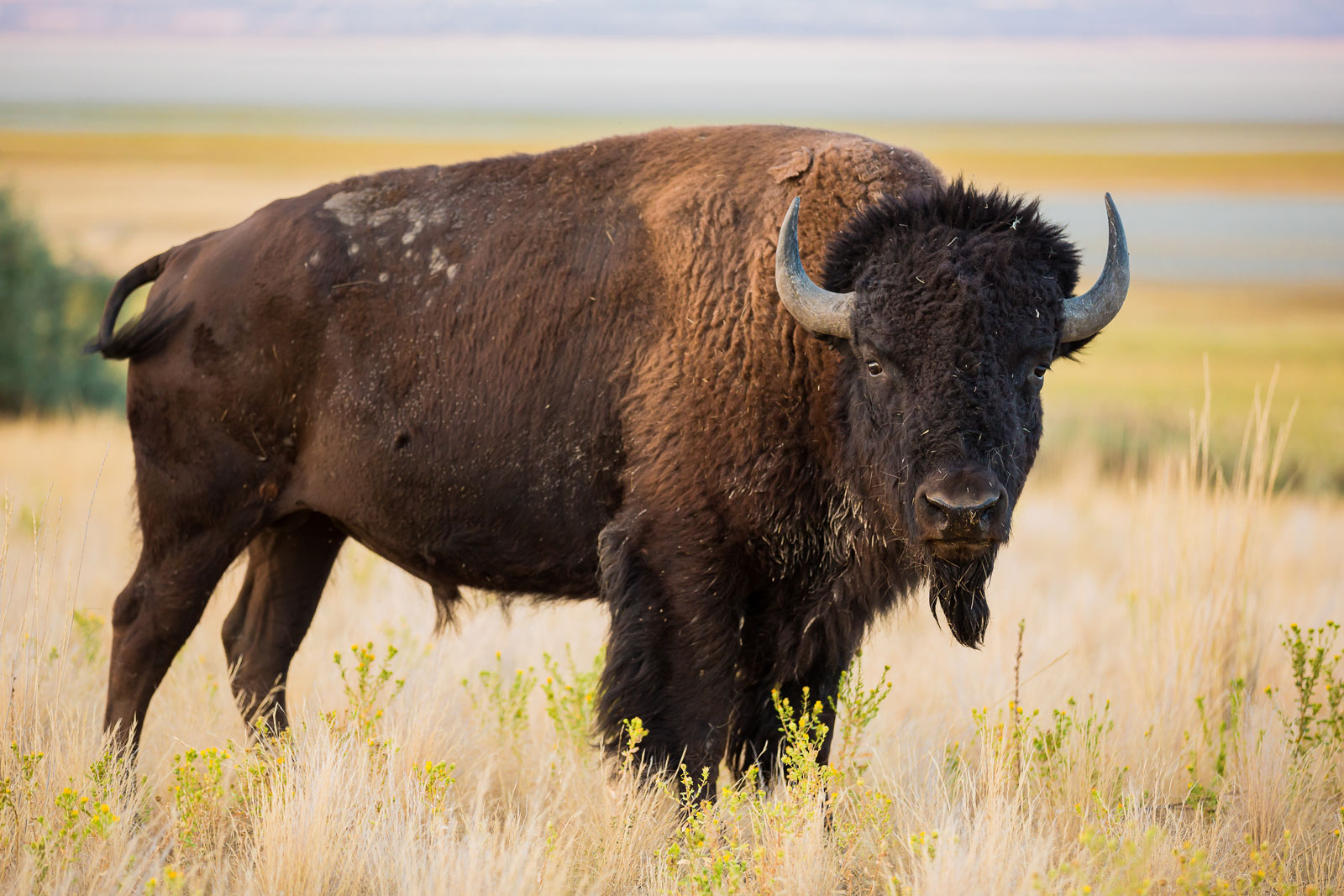 National Animal of United States of America - American bison