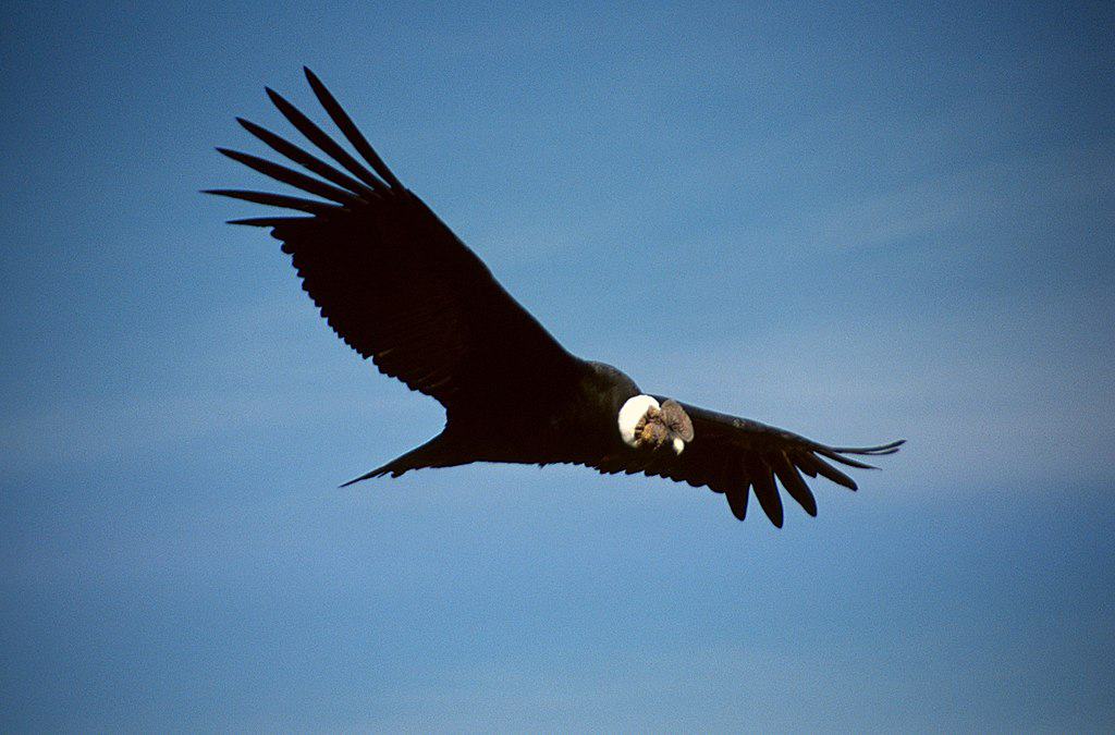 National bird of Bolivia - Andean Condor