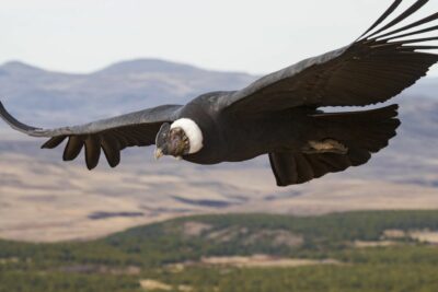 National bird of Colombia - Andean Condor