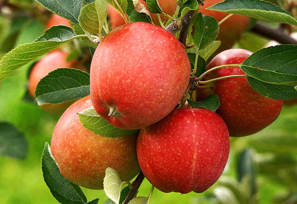 National Fruit of Austria -Apple Malus