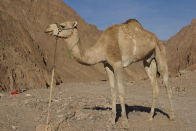 National Animal of Eritrea - Arabian camel