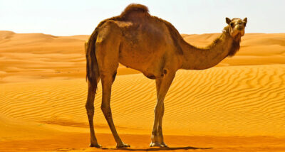 National animal of Saudi Arabia - Arabian camel | Symbol Hunt