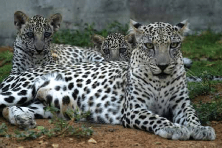 National Animal of Yemen - Arabian Leopard