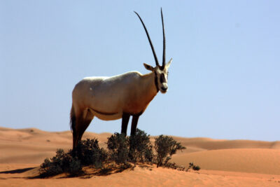 National Animal of Jordan - The Arabia Oryx