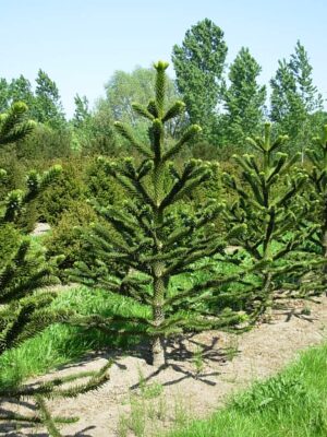 National Tree of Chile - Araucaria araucana