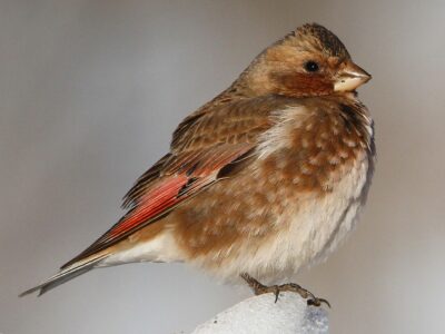 National bird of Lebanon - Asian Crimson-winged Finch