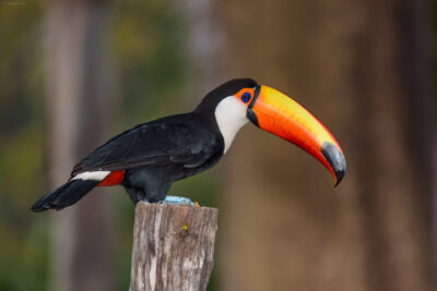 National bird of Gabon - Avifauna