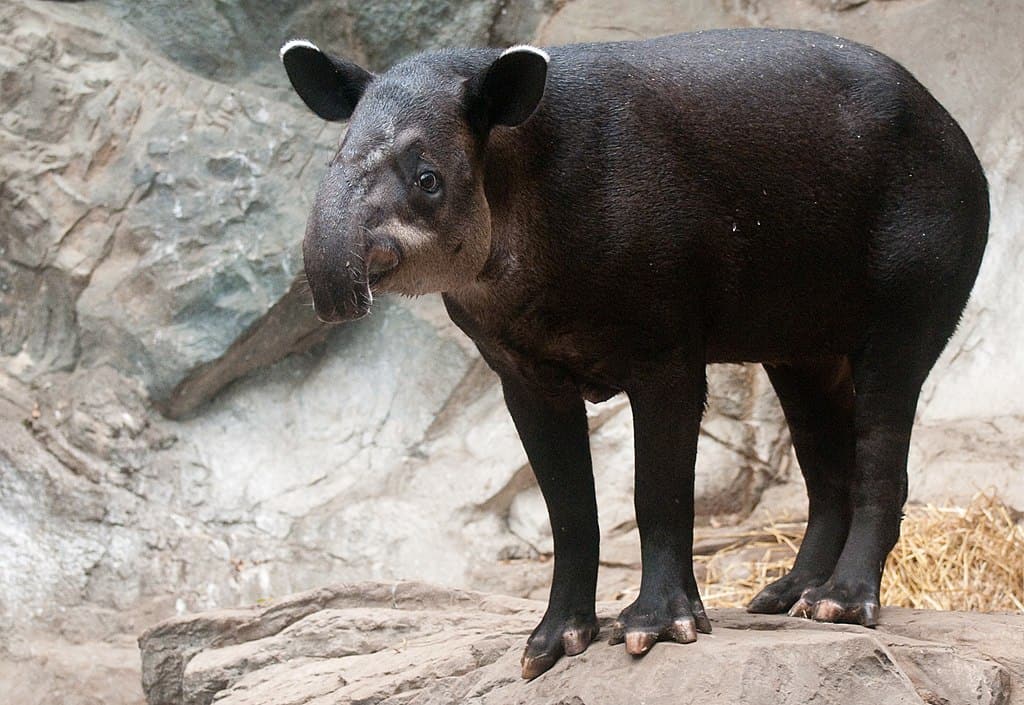 National Animal of Belize - Baird's Tapir