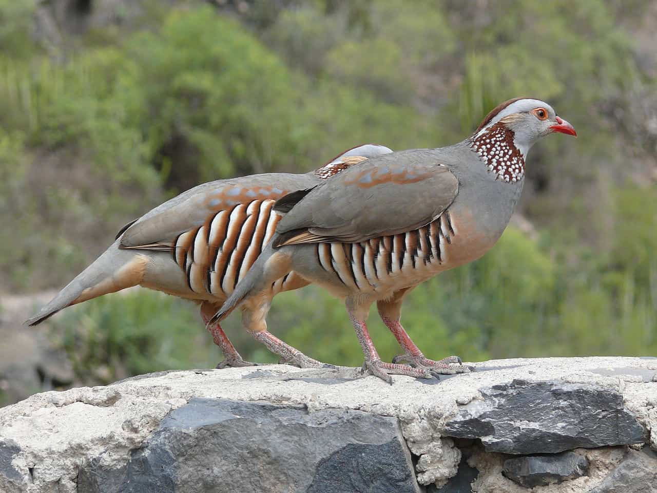 National bird of Algeria - Barbary Partridge
