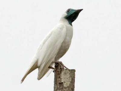 National bird of Paraguay - Bare-throated bellbird