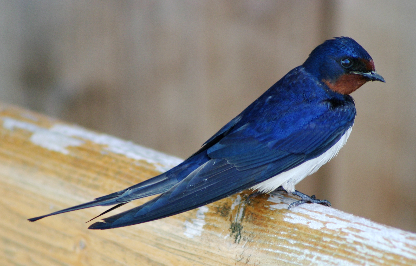 National bird of Austria - Barn swallow
