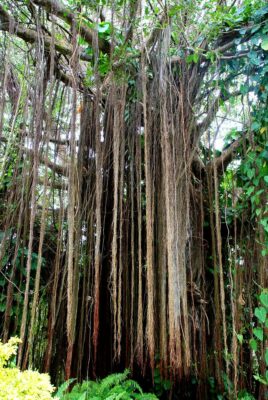 National Tree of Barbados - Bearded Fig tree