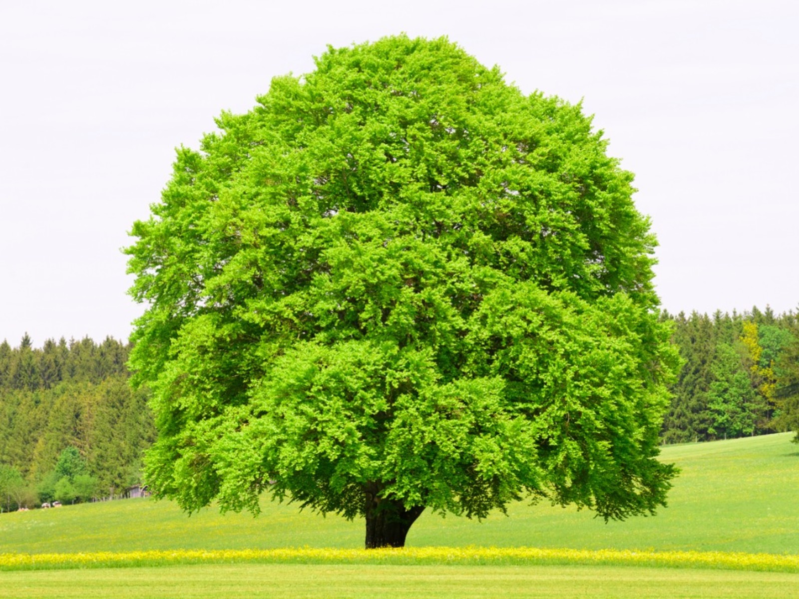 National Tree of Austria - Beech tree