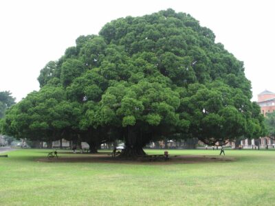 National tree of Ghana