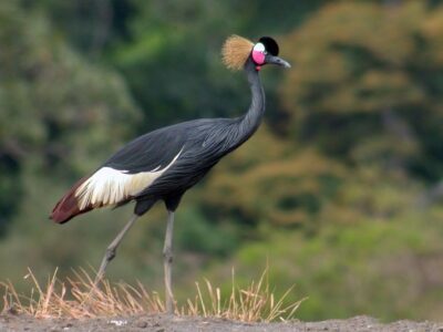 National bird of Guinea-Bissau - Black Crowned Crane
