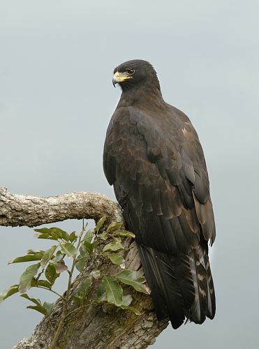 National Animal of Germany - Black Eagle