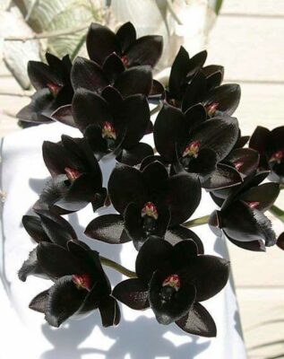 National Flower of Belize -Black Orchid