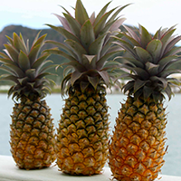 National fruit of Antigua and Barbuda - Black Pineapple | Symbol Hunt