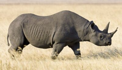 National Animal of Lesotho - Black Rhinoceros